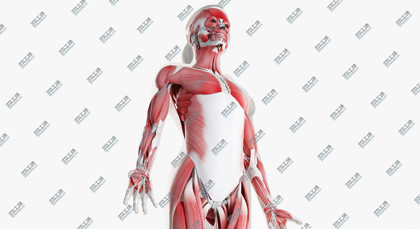 images/goods_img/2021040234/3D Female Skin Skeleton And Muscles Rigged/2.jpg